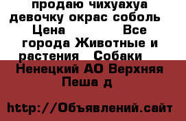 продаю чихуахуа девочку,окрас соболь › Цена ­ 25 000 - Все города Животные и растения » Собаки   . Ненецкий АО,Верхняя Пеша д.
